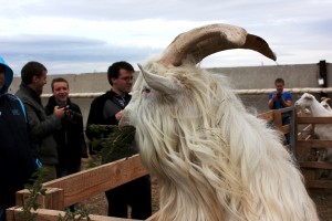 Orenburg Russianwedding ring goat